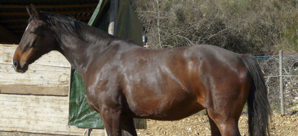 Butterfly Z, la mia prima cavalla da salto. Ha un carattere molto dolce.